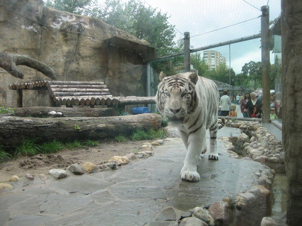 Стас Морозов