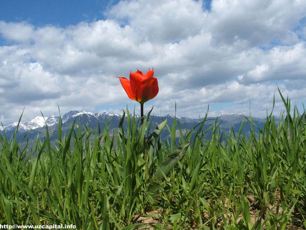 Амир Динеев