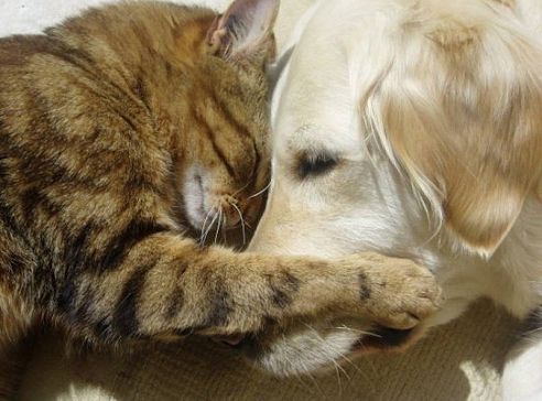 Данил Володин