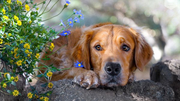 Владислав Горпинич