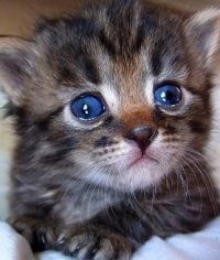 Михаил Зайцев