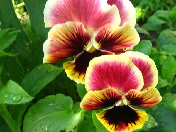 Лев Френклах