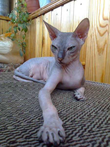 Жанна Минина