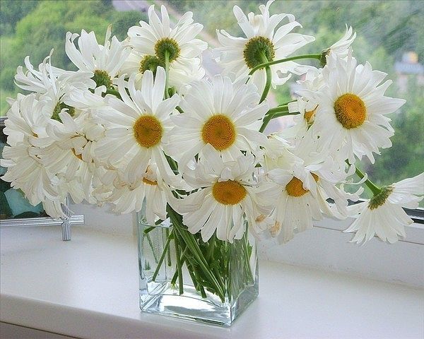 Ольга Красотка