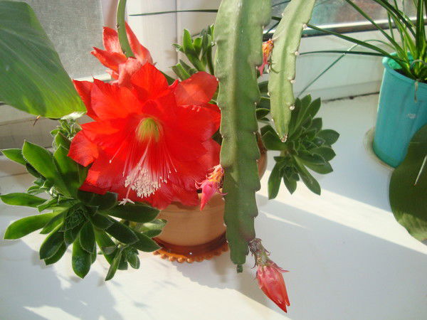 Сауле Алмашева