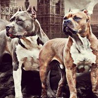 Эльвира Гамирова