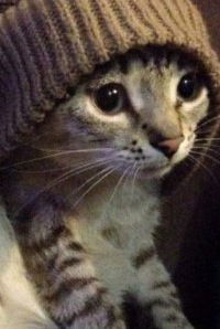 Диана Катасова