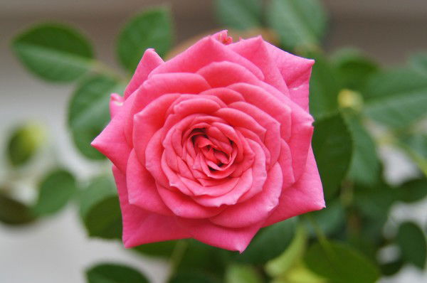 Марина Рубцова