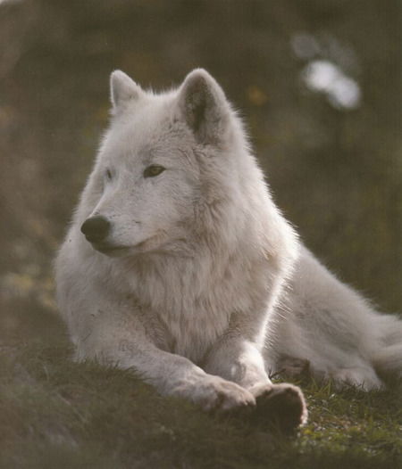 Серикжан Айкельев