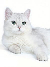 Мария Ципковская