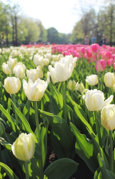 Светлана Божикова