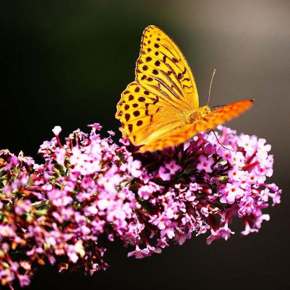 Юля Волостнова