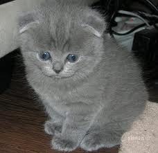 Аллусик Сочинская