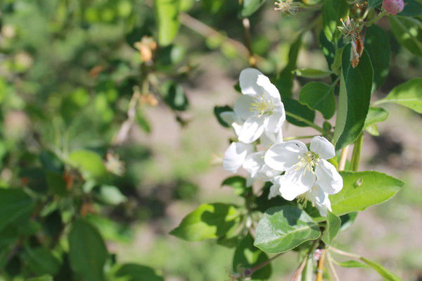 Алма Шаукен