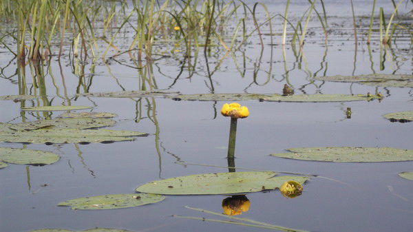 Дмитрий Глебов