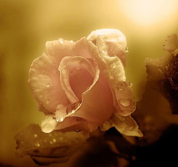 Анна Анисимова