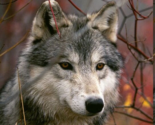 Aleksandr Aleksandrovich