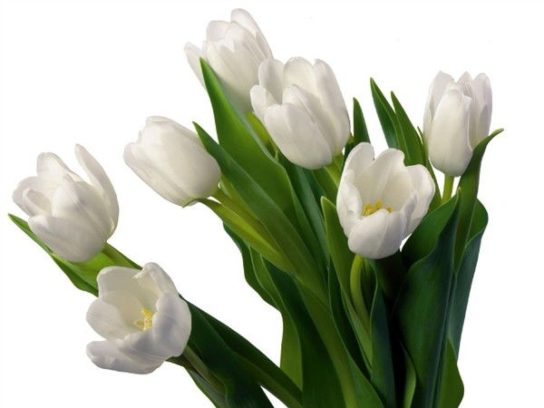 Елена Гарина