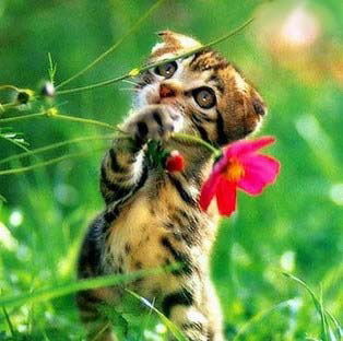 Саша Дмитренко