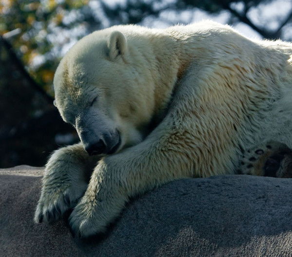 Михаил Мосалов