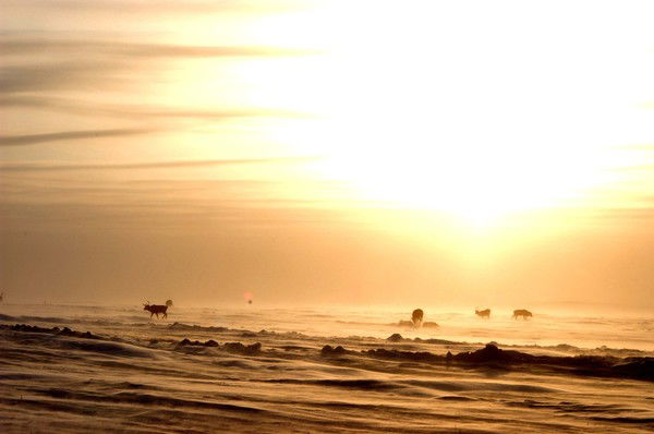 Регина Насибуллина