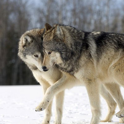 Татьяна Бойкова