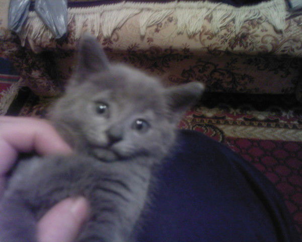 Александр Савичев