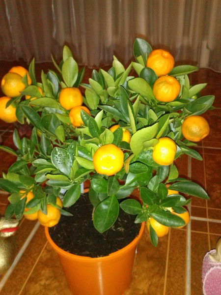 Альбина Гумерова