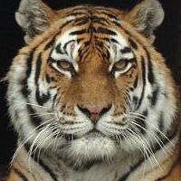 Николай Шиканов