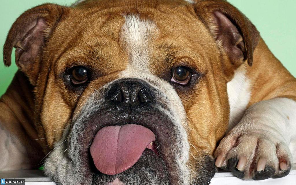 Коварная И Злопамятная