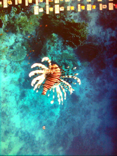 Константин Любимский