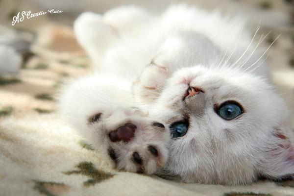 Елена Прокудина