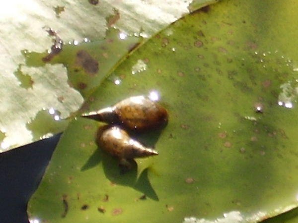 Наталья Фролова