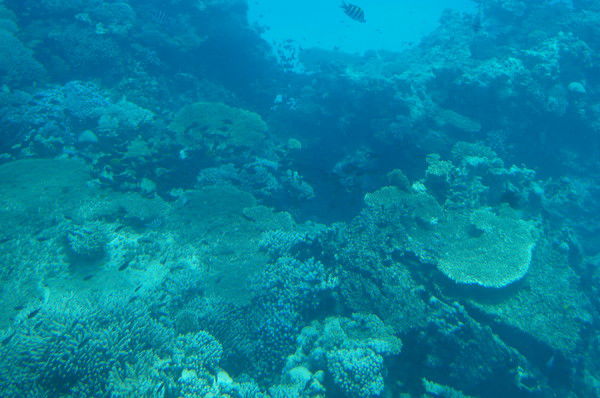 Светлана Лямина