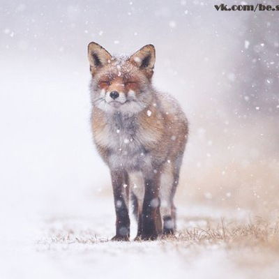 Северная Лиса
