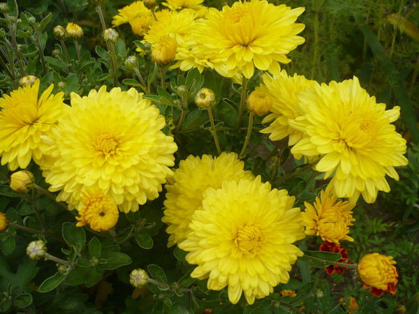 Токмачева Татьяна