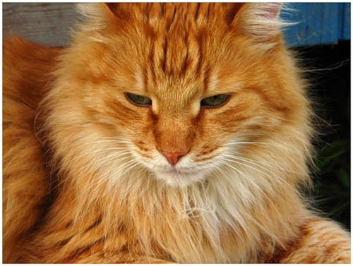 Олег Николаевич