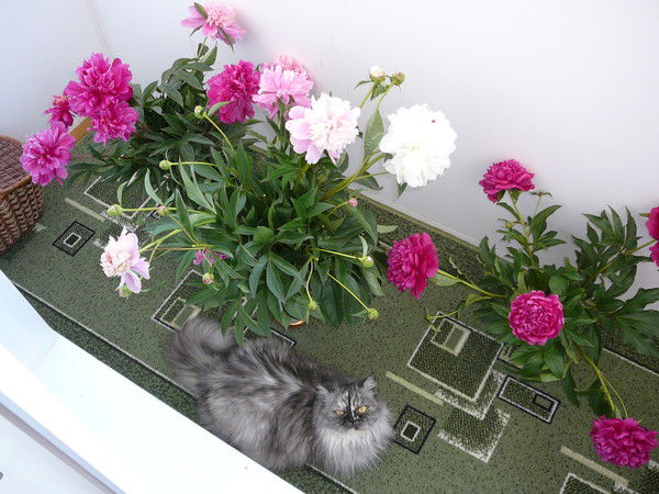 Николай Галущинский