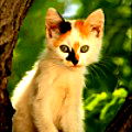 Оксана M