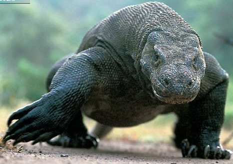 Сергей Шуклин