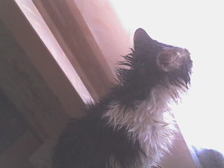 Александр Домашенков