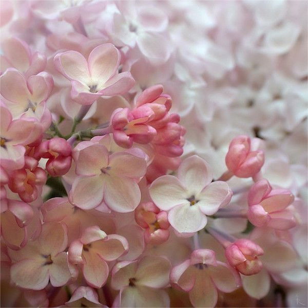 Елена Стребкова