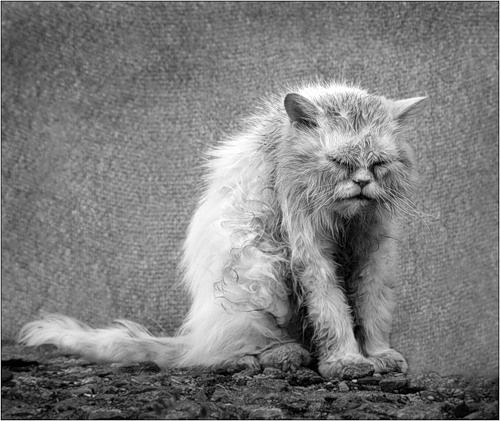 Виталий Борзенков