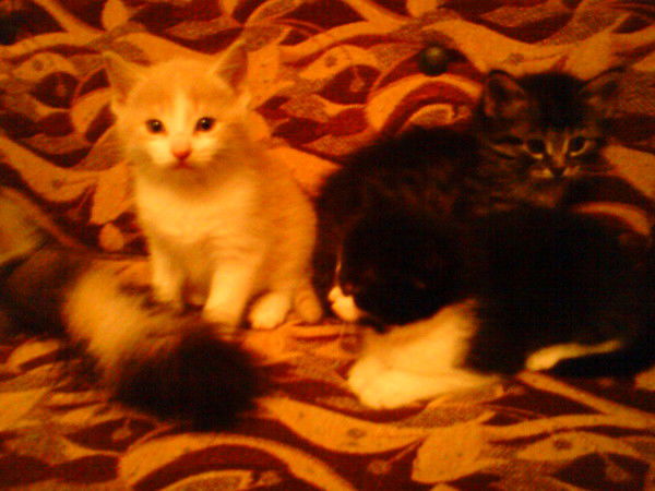 Дмитрий Шарпило