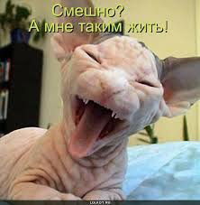 Джавохир Муродов