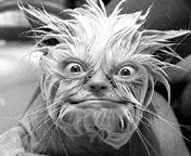 Алексей Васильев