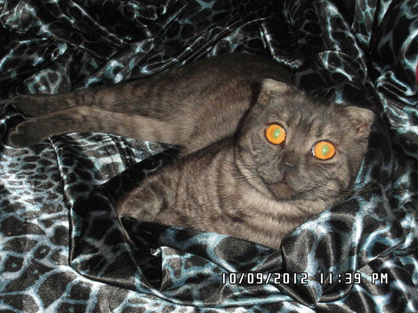 Кристина Зеленская