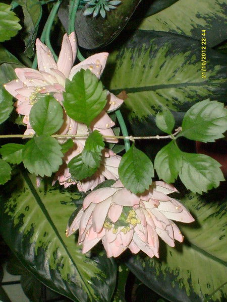 Лена Ладанова