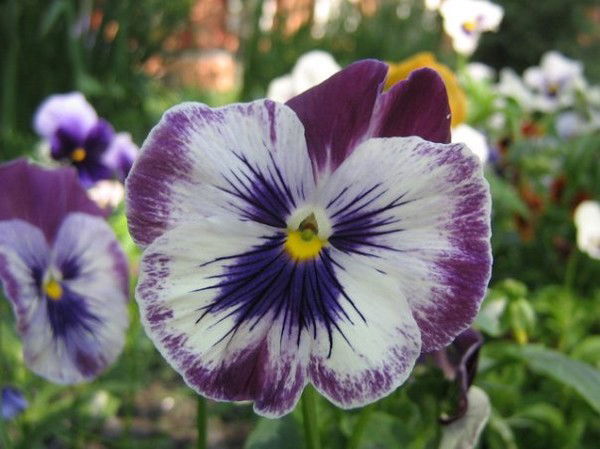 Маргарита Лихачева