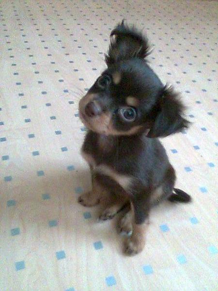 Elena Boryakina Toy.ilmenit